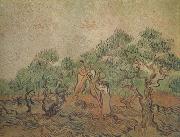 Vincent Van Gogh Olive Picking (nn04) oil painting reproduction